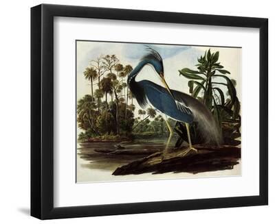 Louisiana Tricolor Heron - Black Framed Art Print Wall Art, 12x9
