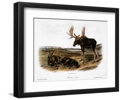Moose Deer (Cervus Alces) - Black Framed Art Print Wall Art, 12x9
