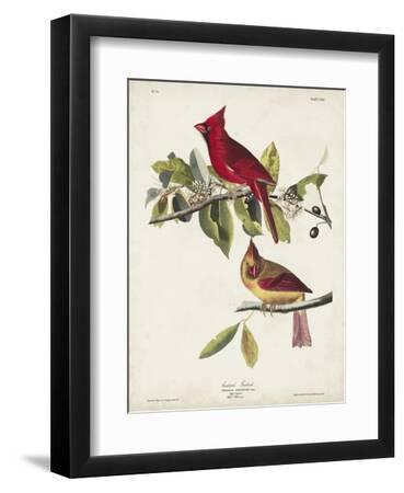 Pl 158 Cardinal Grosbeak - Black Framed Art Print Wall Art, 9x12 Pl 158 Cardinal Grosbeak - Black Framed Art Print Wall Art, 9x12