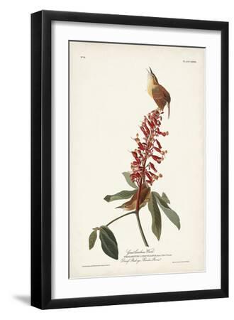 Pl. 78 Great Carolina Wren - Black Framed Art Print Wall Art, 12x18