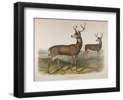 Plate 106. Cervus Richardsonii, Aud & Bach. Columbian Black-Tailed Deer, 1848 (Hand Coloured & Colo - Black Framed Art Print Wall Art, 12x9