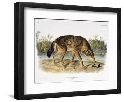 Red Texan Wolf, 1845 (Hand-Coloured Lithograph) - Black Framed Art Print Wall Art, 12x9