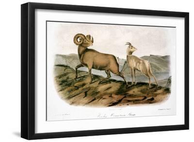 Rocky Mountain Sheep, 1846 - Black Framed Art Print Wall Art, 18x12