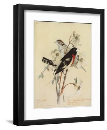 Rose-Breasted Grosbeak, 1938 (Watercolour and Pencil on Paper) - Black Framed Art Print Wall Art, 9x12 Rose-Breasted Grosbeak, 1938 (Watercolour and Pencil on Paper) - Black Framed Art Print Wall Art, 9x12