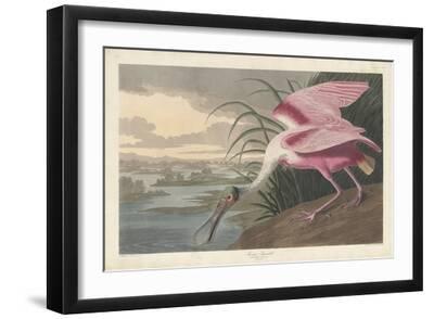 Roseate Spoonbill, 1836 - Black Framed Art Print Wall Art, 18x12 Roseate Spoonbill, 1836 - Black Framed Art Print Wall Art, 18x12