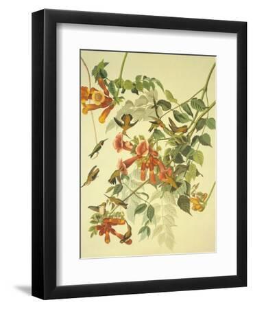 Ruby-Throated Hummingbird - Black Framed Art Print Wall Art, 9x12 Ruby-Throated Hummingbird - Black Framed Art Print Wall Art, 9x12