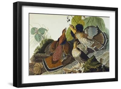 Ruffed Grouse (Tetrao Umbellus), Plate Xli, from 'The Birds of America' - Black Framed Art Print Wall Art, 18x12