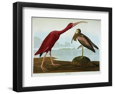 Scarlet Ibis - Black Framed Art Print Wall Art, 12x9