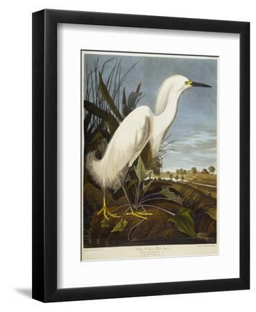 Snowy Heron or White Egret / Snowy Egret - Black Framed Art Print Wall Art, 9x12