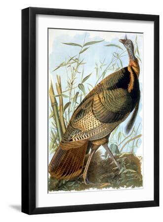 Wild Turkey - Black Framed Art Print Wall Art, 12x18 Wild Turkey - Black Framed Art Print Wall Art, 12x18